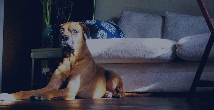 Guard dog small 1 goSmarthome goSmarthome guard dog small 1